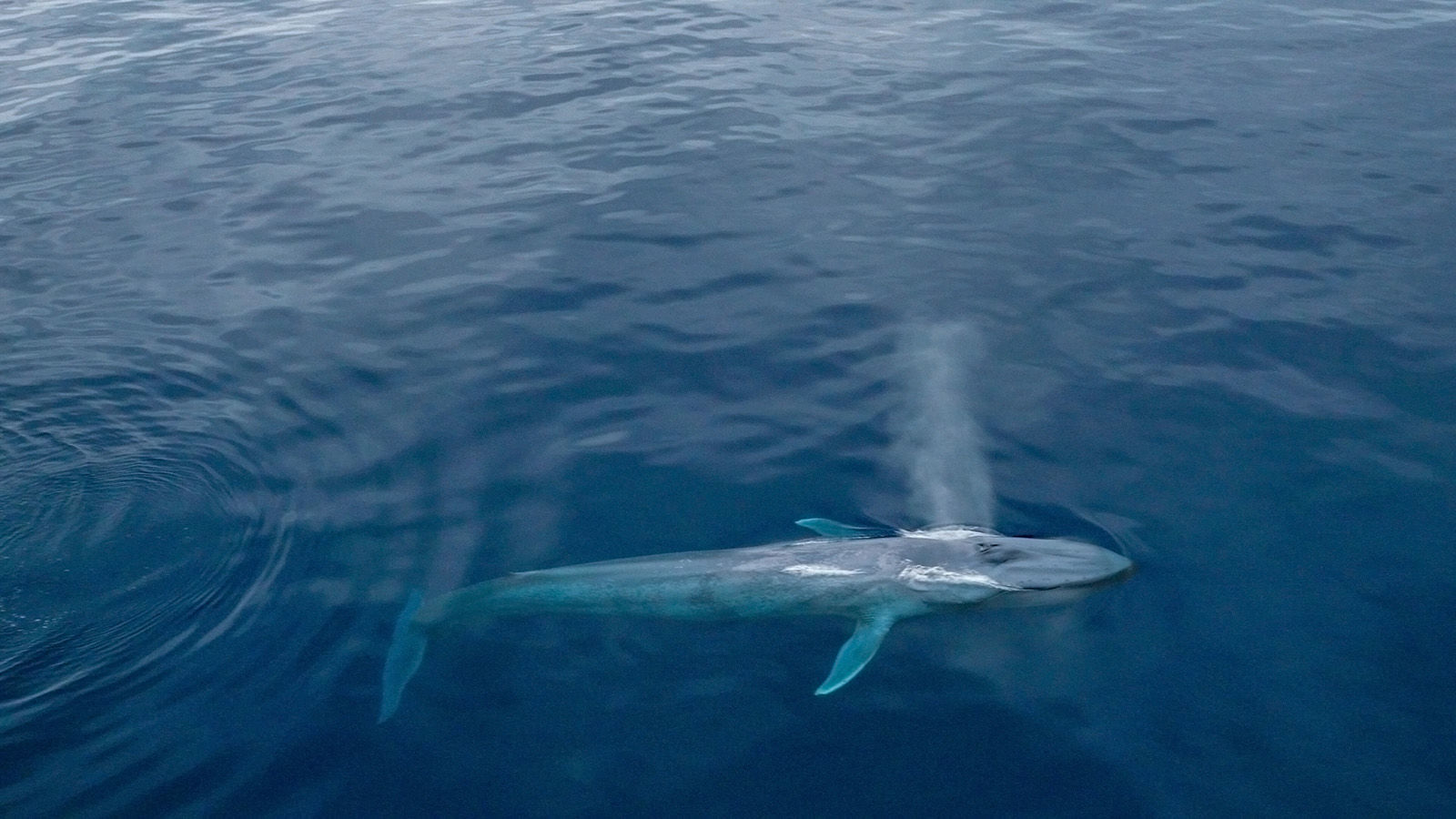 10. Blue whale